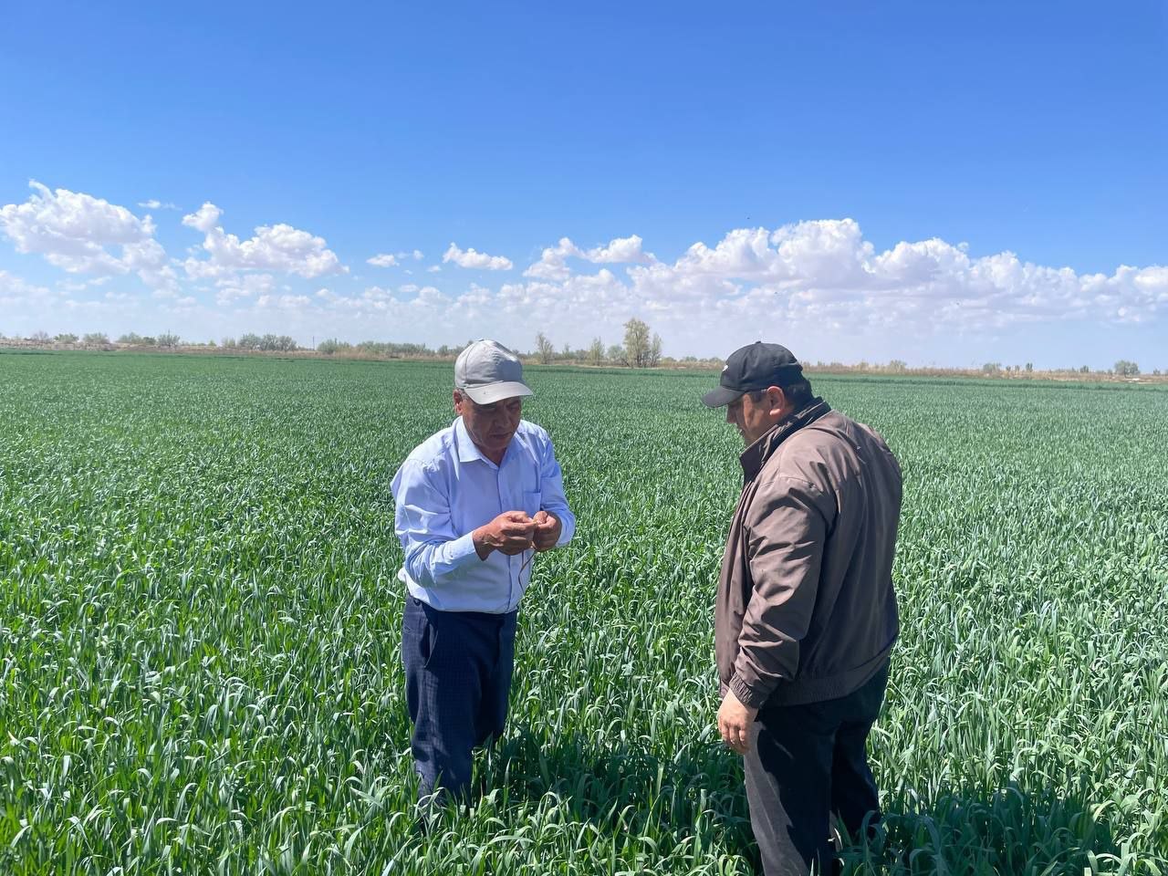 Respublika bo‘ylab g‘alla maydonlarida fitosanitar nazorat tadbirlari o‘tkazilmoqda